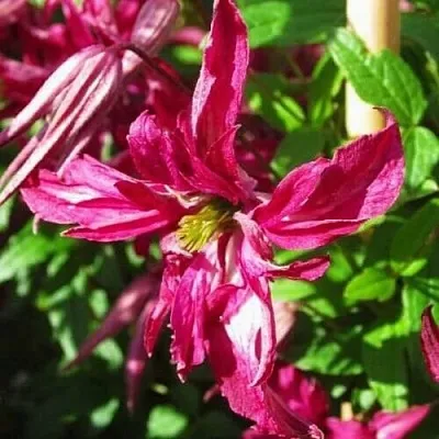 Клематис РОЗАЛИН в Якутске