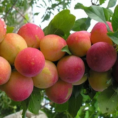 Слива СКОРОПЛОДНАЯ  Слива СКОРОПЛОДНАЯ в Якутске