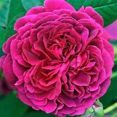 Саженцы роз ВИЛЬЯМ ШЕКСПИР английская  Саженцы роз ВИЛЬЯМ ШЕКСПИР английская в Якутске