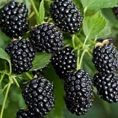 Бесшипная в Якутске