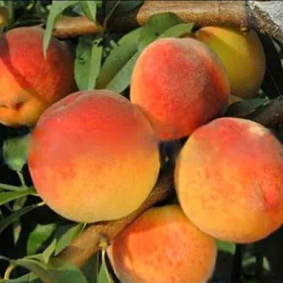 Персик РОЯЛ ВИ в Якутске