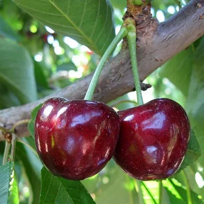 Черешня СЮБАРОВСКАЯ  Черешня СЮБАРОВСКАЯ в Якутске