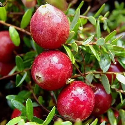 Клюква СТИВЕНС  Клюква СТИВЕНС в Якутске