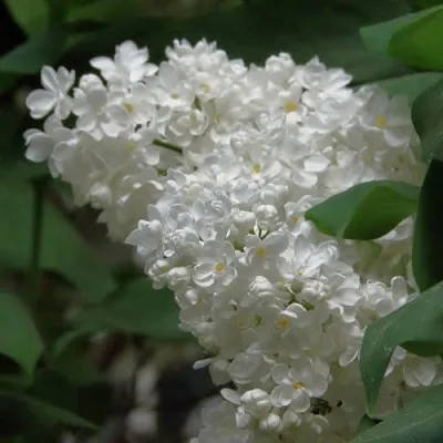 Сирень РУССКИЙ СЕВЕР  Сирень РУССКИЙ СЕВЕР в Якутске