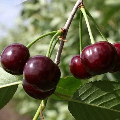 Вишня ЖАДАНА в Якутске