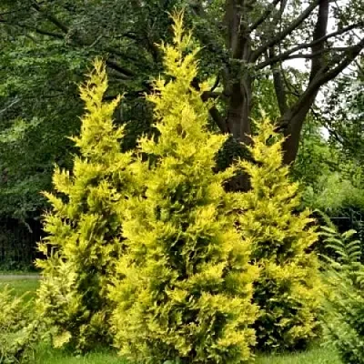 Туя ГОЛДЕН БРАБАНТ западная  Туя ГОЛДЕН БРАБАНТ западная в Якутске