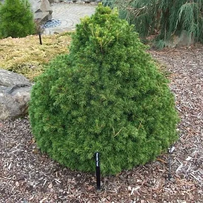 Ель ТОМПА обыкновенная в Якутске