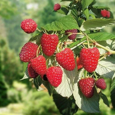 Малина РУБИФОЛ в Якутске