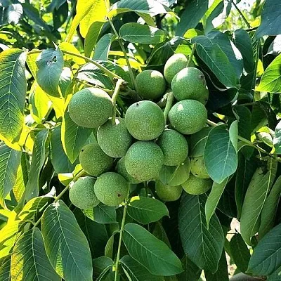 Грецкий орех  ИЗЯЩНЫЙ в Якутске