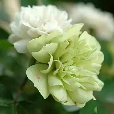 Саженцы роз ГРИН АЙС миниатюрная  Саженцы роз ГРИН АЙС миниатюрная в Якутске