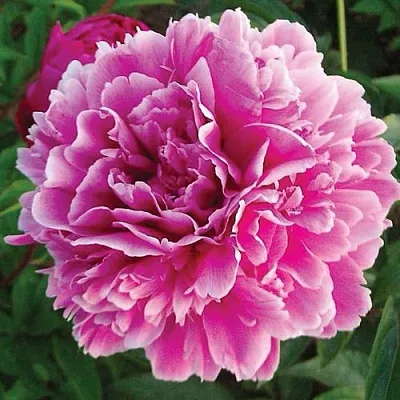 Пион ПУРПУРНАЯ ФЕЕРИЯ травянистый  Пион ПУРПУРНАЯ ФЕЕРИЯ травянистый в Якутске