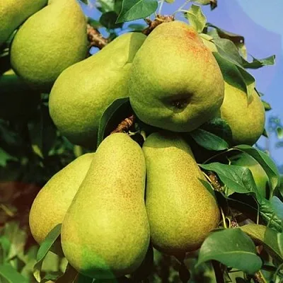 Груша НЕЖНОСТЬ колонновидная	 в Якутске