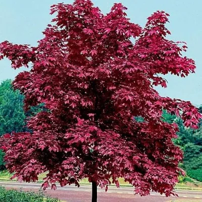 Клен КРИМСОН КИНГ остролистный в Якутске