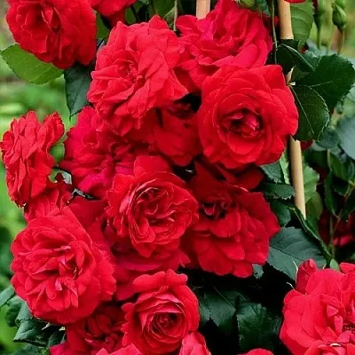 Саженцы роз АМАДЕУС плетистая  Саженцы роз АМАДЕУС плетистая в Якутске