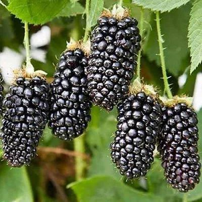 Ежевика КАРАКА БЛЭК в Якутске