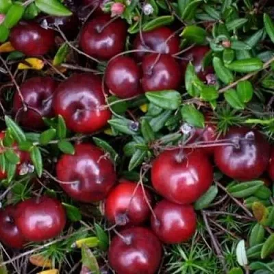 Клюква БЕН ЛИР  Клюква БЕН ЛИР в Якутске