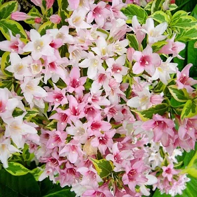 Вейгела САННИ ПРИНЦЕСС в Якутске