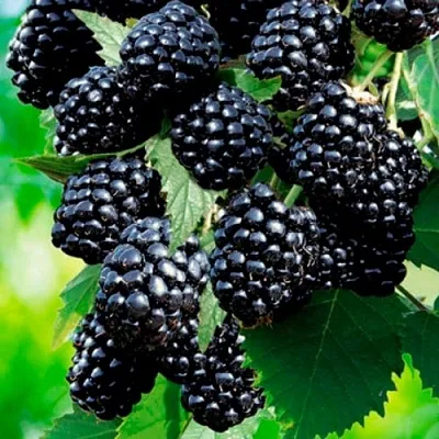 Ежевика ЛОХТЕЙ бесшипная в Якутске