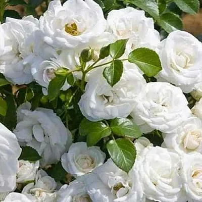 Саженцы роз НЕЖ ДЕ ТЕ мускусная  Саженцы роз НЕЖ ДЕ ТЕ мускусная в Якутске