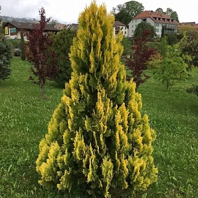 Туя ЕЛЛОУ РИББОН западная  Туя ЕЛЛОУ РИББОН западная в Якутске