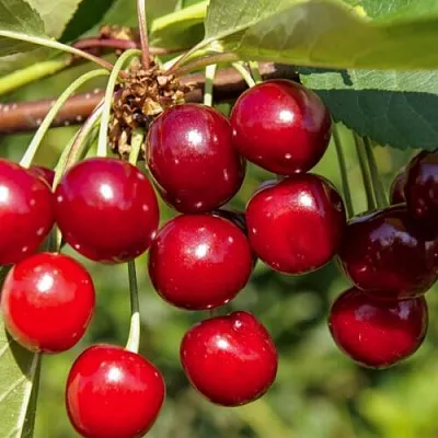 Вишня ЛЮБСКАЯ в Якутске