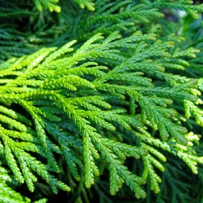 Туевик в Якутске