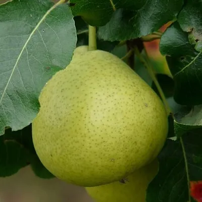 Груша САНРЕМО колонновидная в Якутске