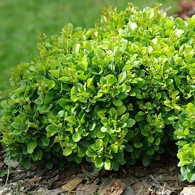 Барбарис КОБОЛЬД тунберга  Барбарис КОБОЛЬД тунберга в Якутске