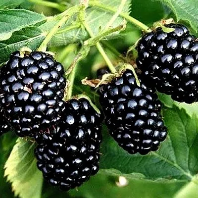 Ежевика ПРАЙМ АРК ТРЕВЕЛЕР ремонтантная в Якутске