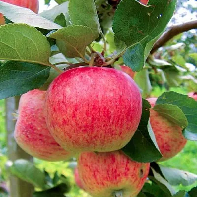 Яблоня ПИРОС  Яблоня ПИРОС в Якутске