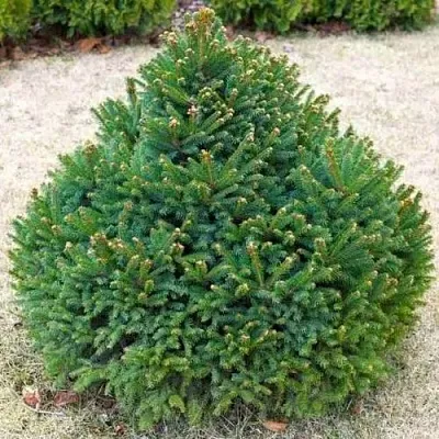 Ель БАРРИ обыкновенная в Якутске