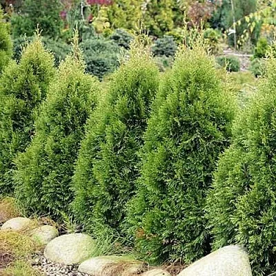 Туя СМАРАГД ВИТБОНТ западная  Туя СМАРАГД ВИТБОНТ западная в Якутске