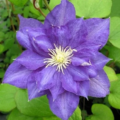 Клематис БЬЮТИ ОФ ВОЧЕСТЕР в Якутске