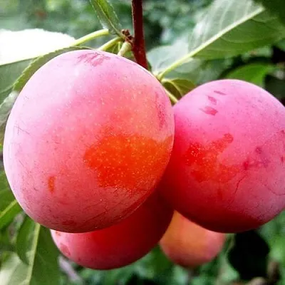 Слива КОМЕТА  Слива КОМЕТА в Якутске