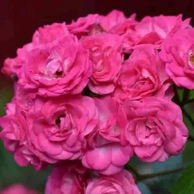 Саженцы роз ДИНКИ мускусная  Саженцы роз ДИНКИ мускусная в Якутске