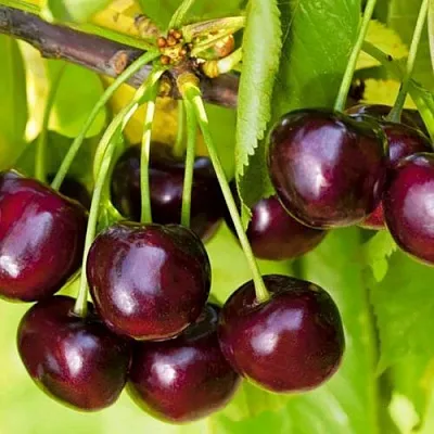 Черешня ИПУТЬ  Черешня ИПУТЬ в Якутске