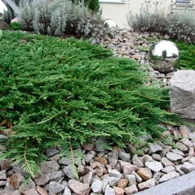 Можжевельник ПРИНЦ ОФ УЭЛЬС горизонтальный в Якутске