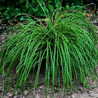 Туя ВИПКОРД складчатая  Туя ВИПКОРД складчатая в Якутске