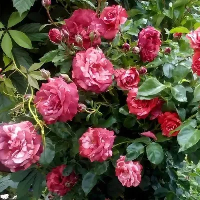 Саженцы роз БРАУНИ плетистая — описание сорта Саженцы роз БРАУНИ плетистая в Якутске