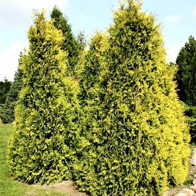 Туя САЛЛАНД западная  Туя САЛЛАНД западная в Якутске
