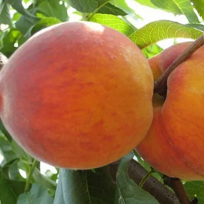 Персик СОЧНЫЙ в Якутске