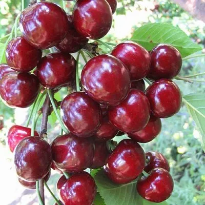 Черешня ОДРИНКА  Черешня ОДРИНКА в Якутске