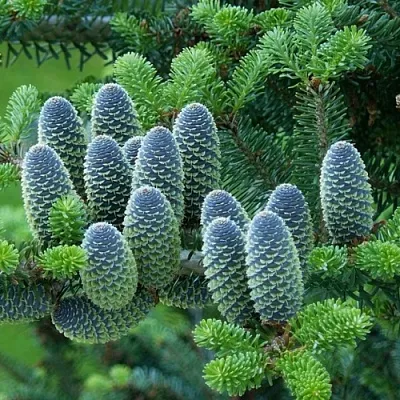 Пихта в Якутске