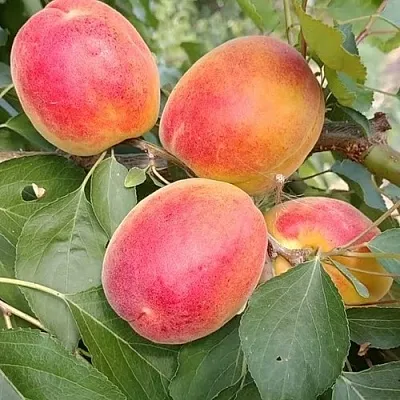 Абрикос ОСОБЕННЫЙ ДЕНИСЮКА в Якутске