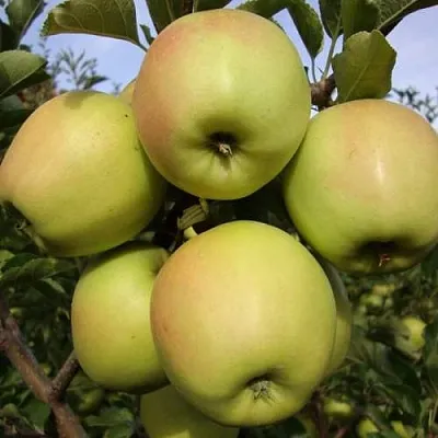 Яблоня СКИФСКОЕ ЗОЛОТО  Яблоня СКИФСКОЕ ЗОЛОТО в Якутске