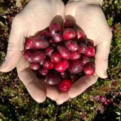 Клюква ХАБЕЛЬМАН  Клюква ХАБЕЛЬМАН в Якутске