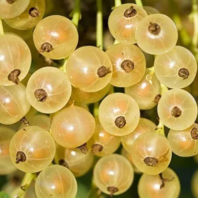 Смородина белая СМОЛЬЯНИНОВСКАЯ  Смородина белая СМОЛЬЯНИНОВСКАЯ в Якутске