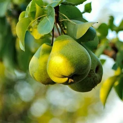 Груша СТОЛИЧНАЯ колонновидная в Якутске