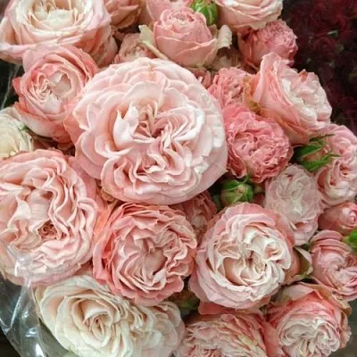 Саженцы роз МАДАМ БОМБАСТИК спрей  Саженцы роз МАДАМ БОМБАСТИК спрей в Якутске