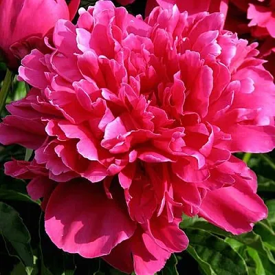 Пион ВИКТУАР ДЕ ЛА МАРН травянистый  Пион ВИКТУАР ДЕ ЛА МАРН травянистый в Якутске